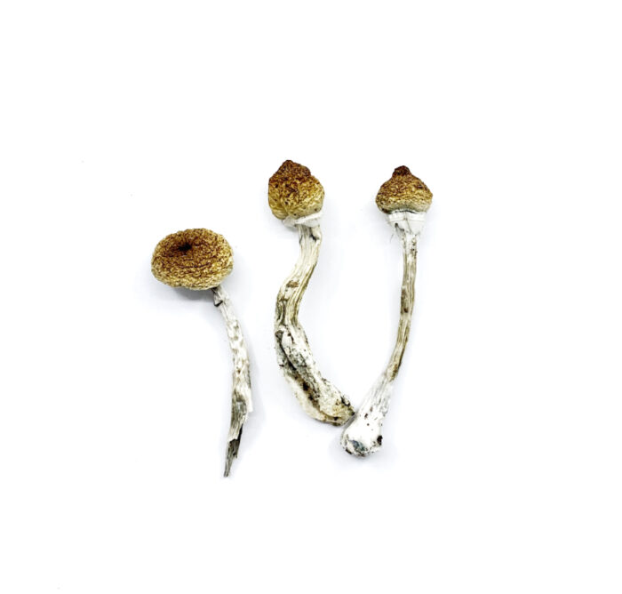 Mazatapec mushrooms - Image 2