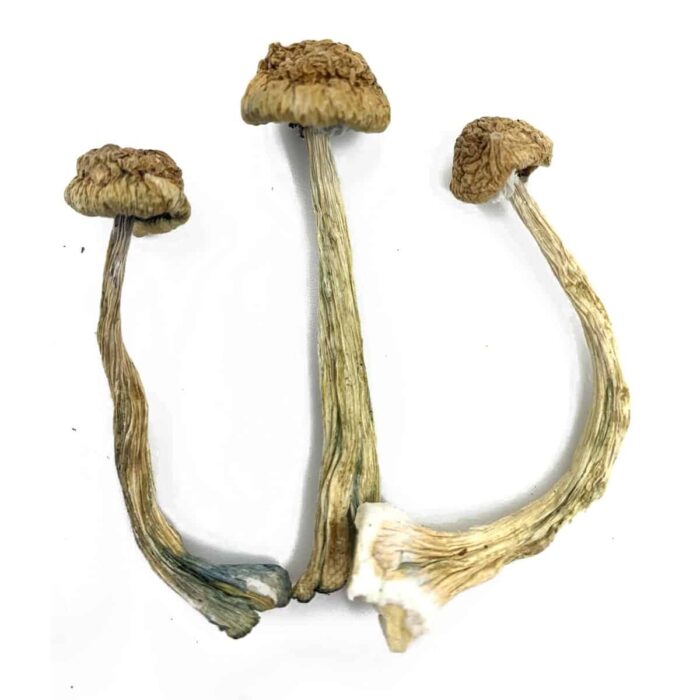 African Transkei mushrooms - Image 2