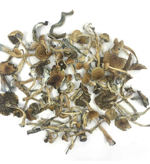 DRIED MAGIC MUSHROOMS