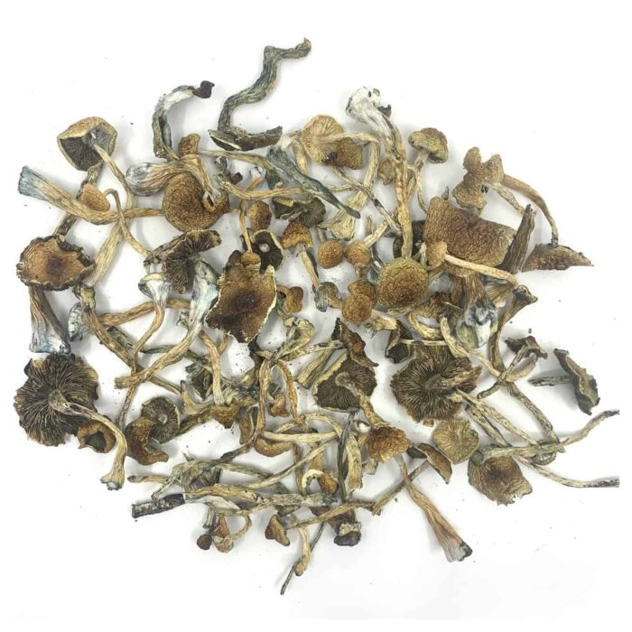 Specials Dried Magic Mushrooms