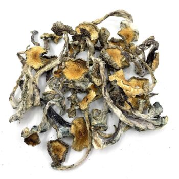 Hillbilly Cubensis