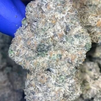 purple cream weed strain