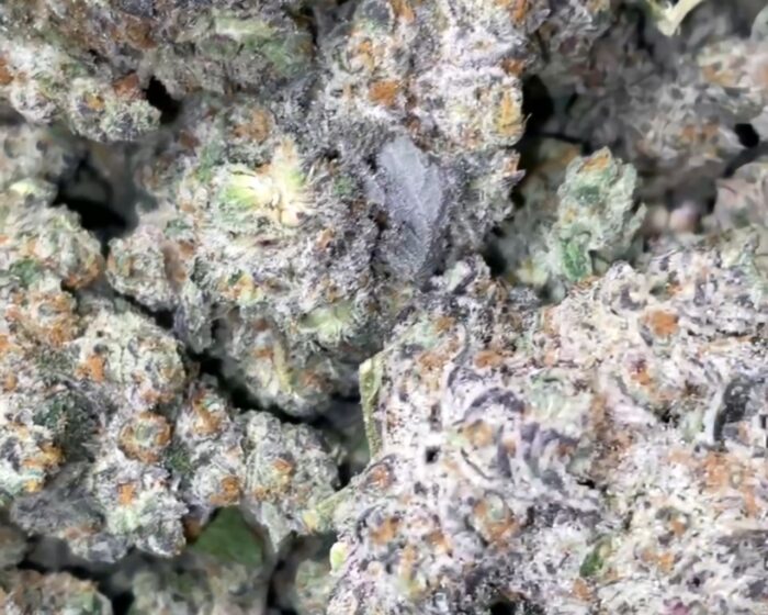 Exotic: Platinum Oreoz Strain